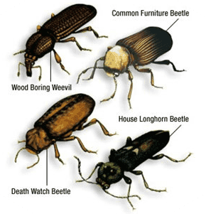 What Is Woodworm Signs Of Woodworm Effective Treatments Faq