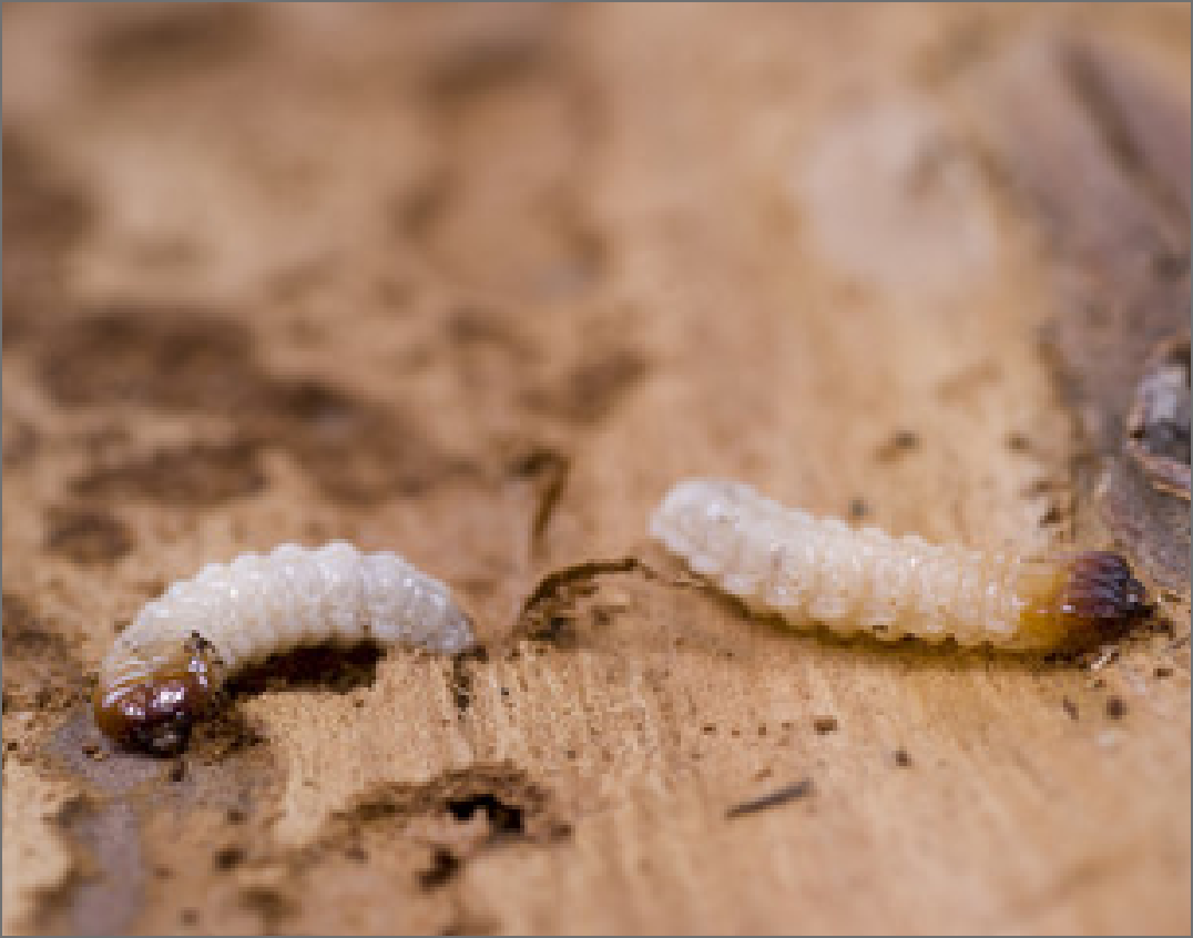 Woodworm Treatment Explained From Survey to Eradicated Infestation
